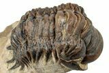 Detailed Crotalocephalina Trilobite - Atchana, Morocco #254512-3